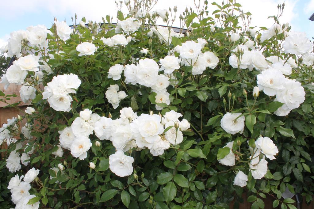 Aroha Riccarton Bed And Breakfast Κράισττσερτς Εξωτερικό φωτογραφία